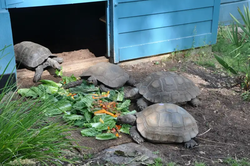 美国 Riverbanks Zoo，几只黑靴在室外饲养场地里活动，地上铺着食物和树枝。