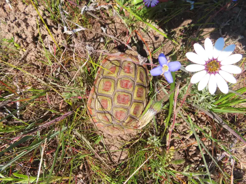鹰嘴陆龟：花草间的背甲。