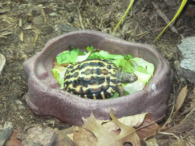扁尾陆龟：人工饲养个体停在装有叶菜的食盘中。