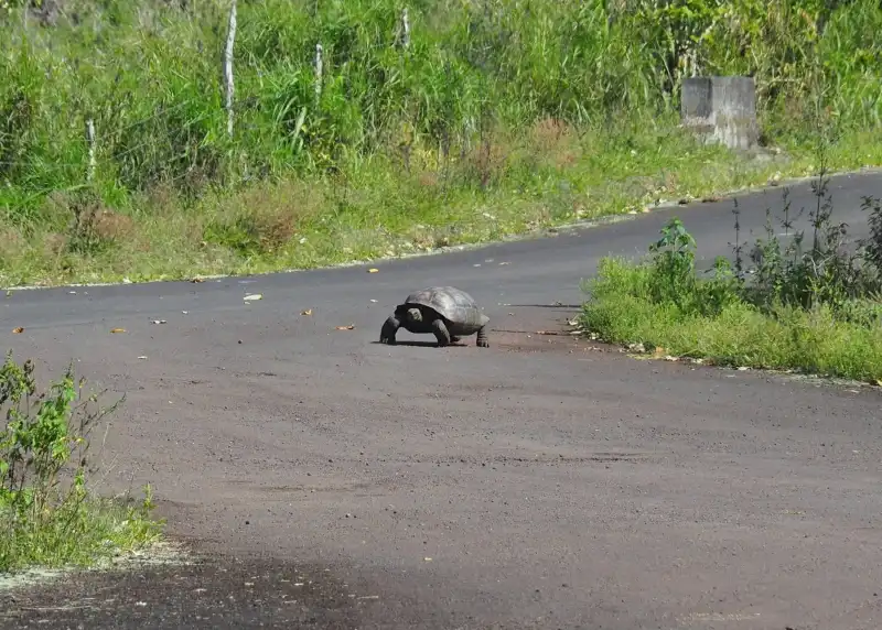 加拉帕戈斯象龟：道路附近的个体。