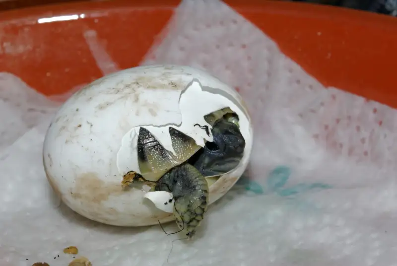 赫曼陆龟从卵中探出头。