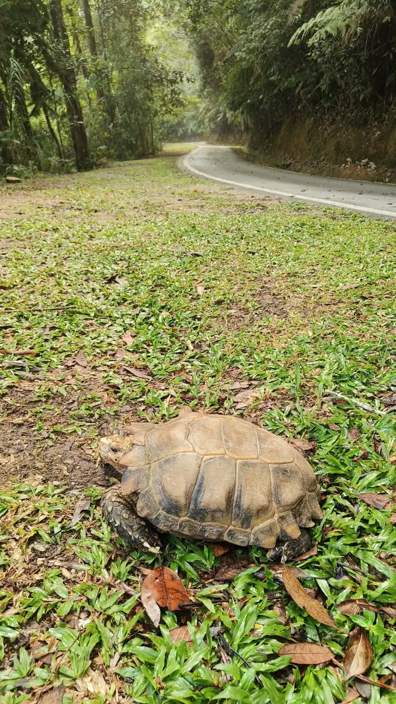 凹甲陆龟伏在路旁草地上，后方是弯曲的林间道路。