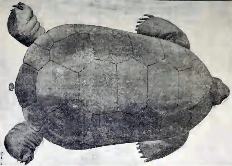 罗德里格斯圆顶巨陆龟：Jossigny 的画作，展示罗德里格斯圆顶巨陆龟外形。