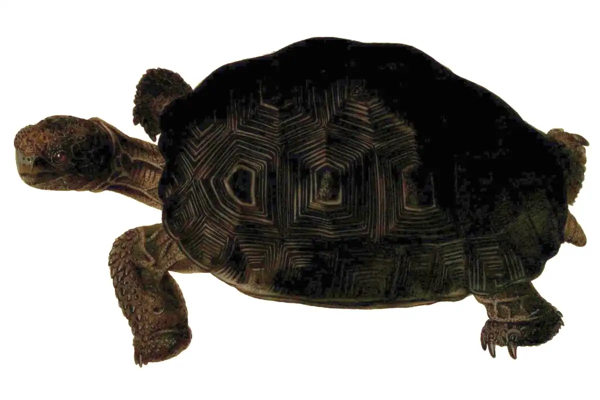 留尼汪巨陆龟：Sowerby 与 Lear 的 1872 年图谱画作，展示背甲、头部与四肢。