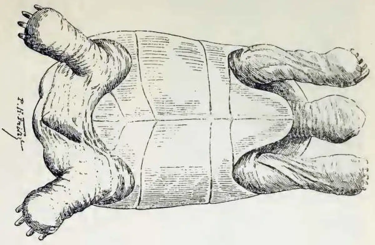 罗德里格斯圆顶巨陆龟：画作中的腹甲。