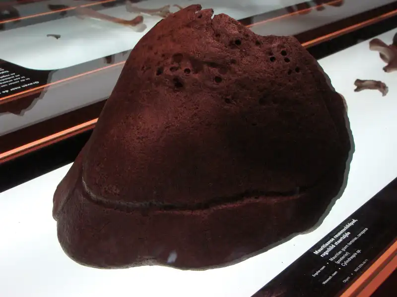 毛里求斯巨陆龟属的后部背甲，Naturalis标本 MAS 2006-66-11。
