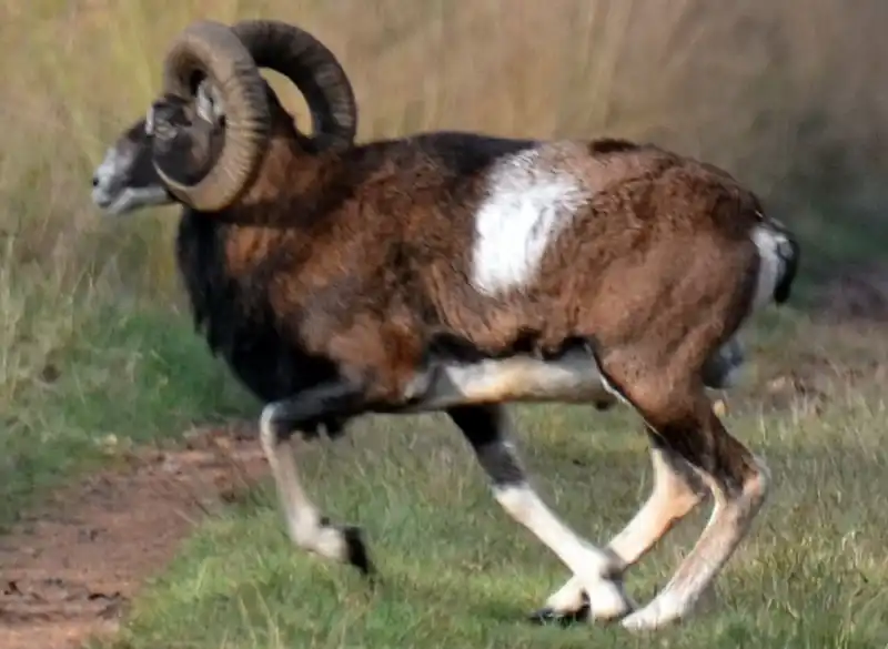欧洲摩弗伦羊侧身行走，身体两侧有浅色鞍斑。