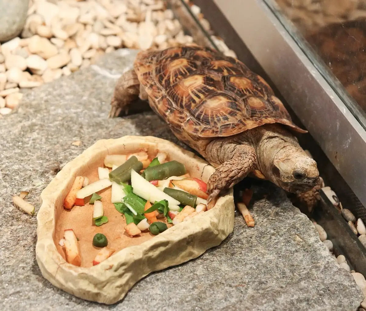 雅罗斯拉夫尔动物园，饼干陆龟靠近人工投喂食盆。