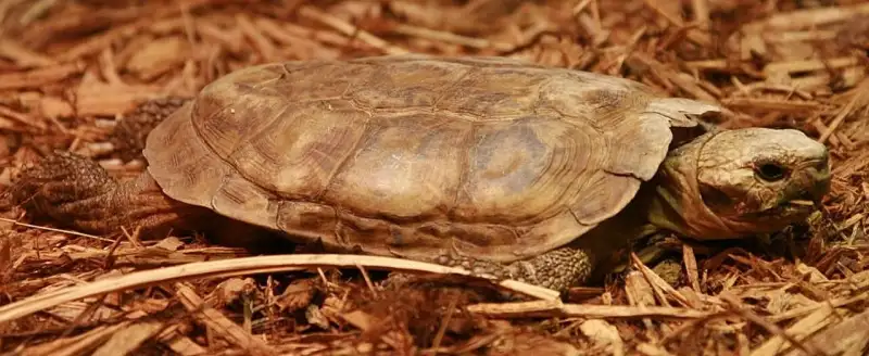 人工饲养饼干陆龟的完整侧面，低矮背甲与四肢轮廓清晰可见。