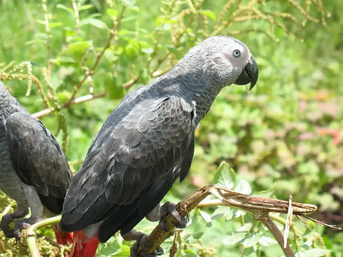 灰鹦鹉停在枝头，灰色体羽与红色尾羽清晰可见。