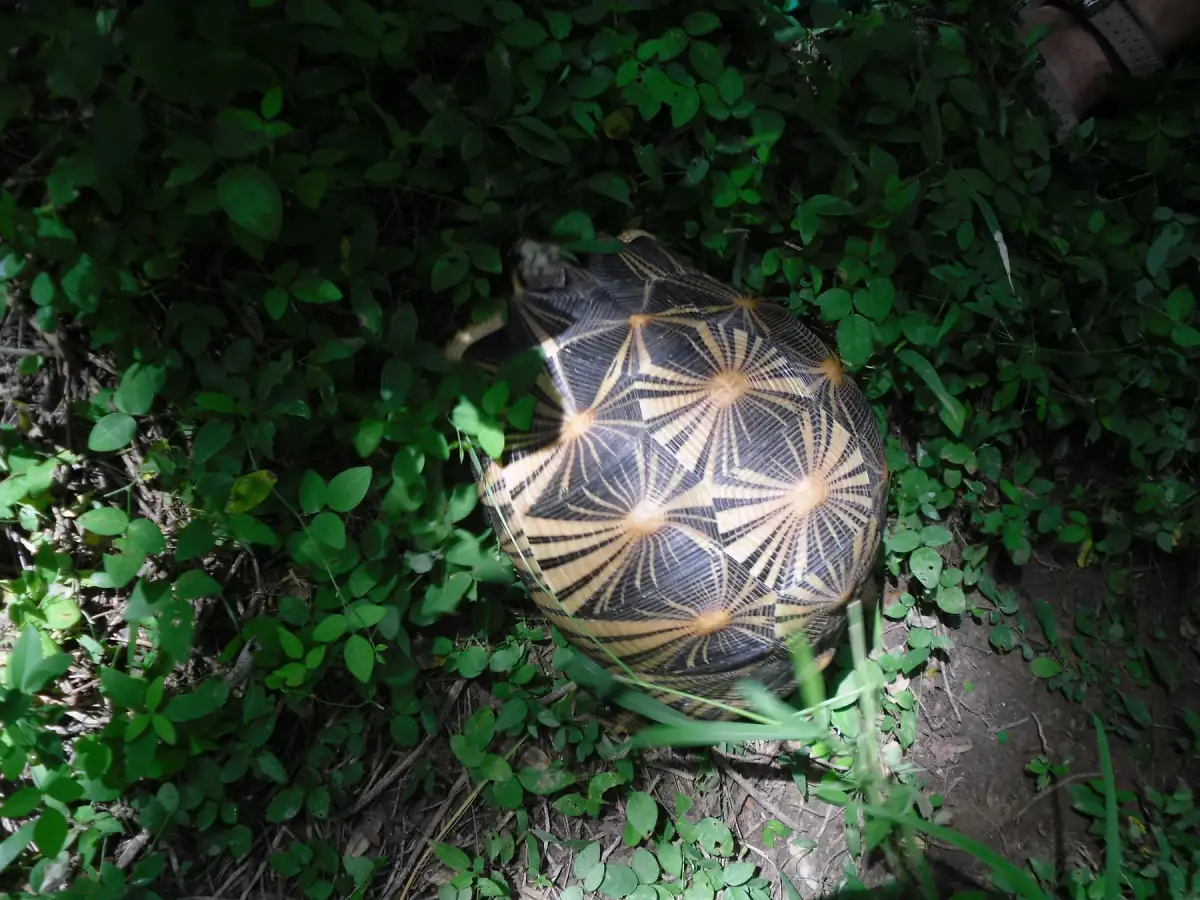 马达加斯加贝扎马哈法利保护区，一只辐射陆龟出现在林下的绿叶间。
