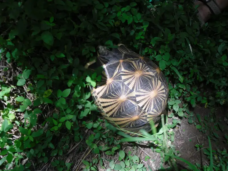 马达加斯加贝扎马哈法利保护区，一只辐射陆龟出现在林下的绿叶间。