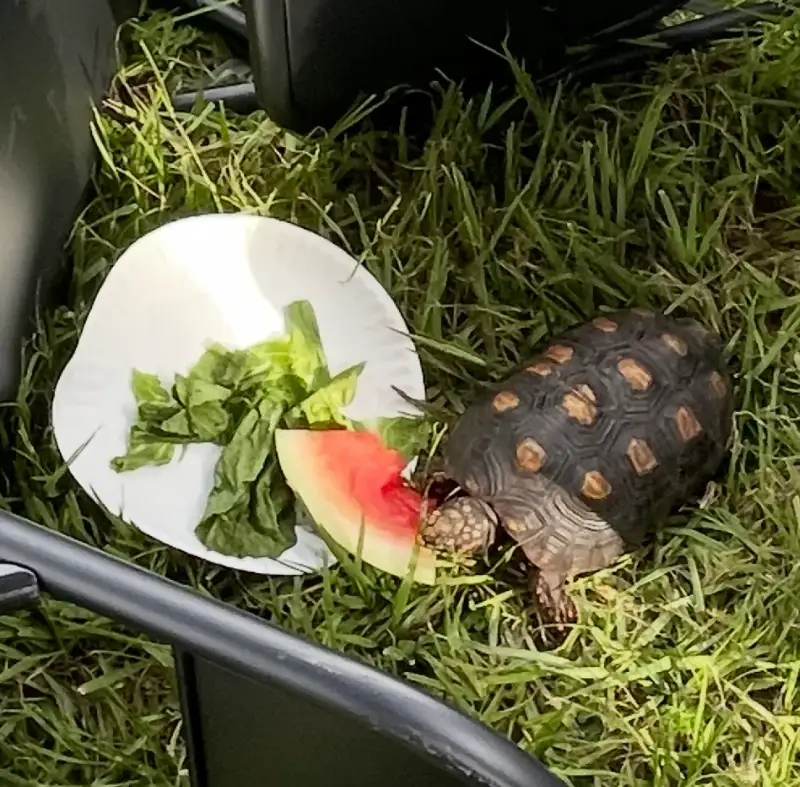 人工环境中的一只红腿陆龟在食盘旁取食，盘中放着叶菜和水果。摄于美国佛罗里达州。