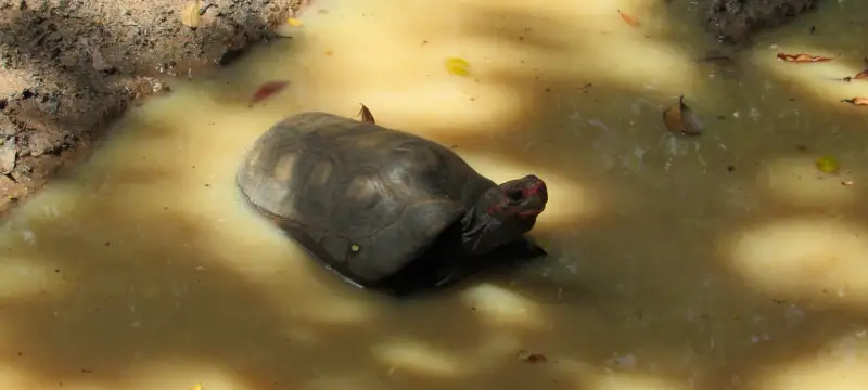 巴西圣埃斯皮里图州，一只红腿陆龟泡在浅浅的积水里，把头抬出水面。