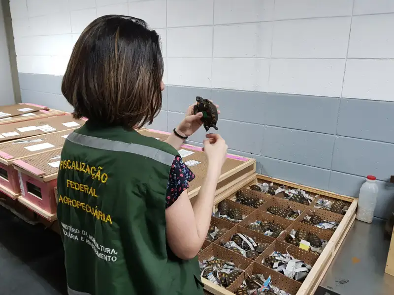 巴西农业检验机构 VIGIAGRO 的工作人员正在检查红腿陆龟，其他个体放在分隔箱中。