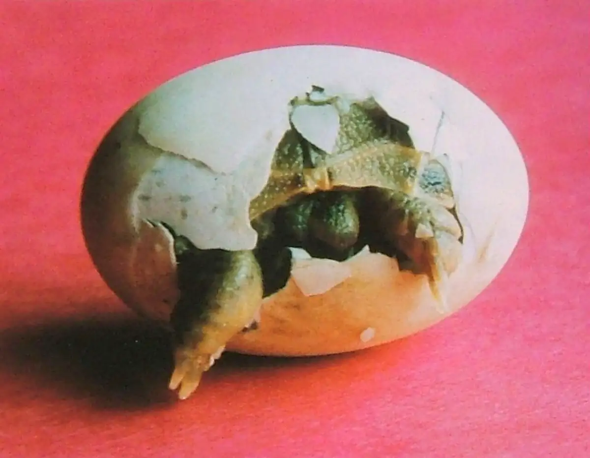 人工孵化的四爪陆龟破壳，头部和前足从卵内伸出。