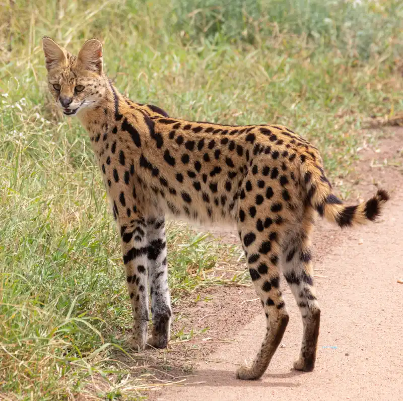 薮猫站在草地上，长腿和大耳朵格外醒目。