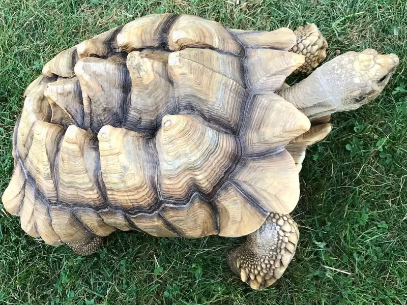 从斜上方看同一只苏卡达，隆起的盾片上能看到一圈圈生长纹。摄于美国伊利诺伊州的一家动物园。