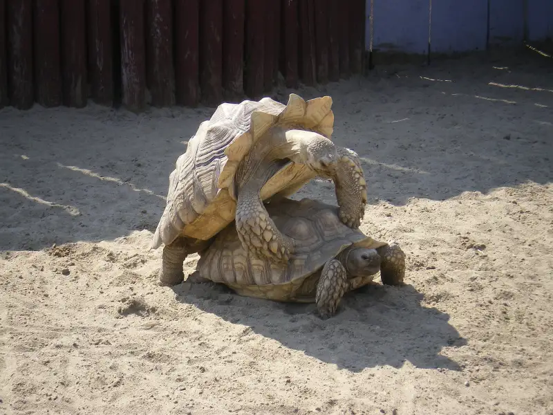动物园里，两只苏卡达在沙土地面爬跨，上方个体的前腿搭在另一只的背甲上。