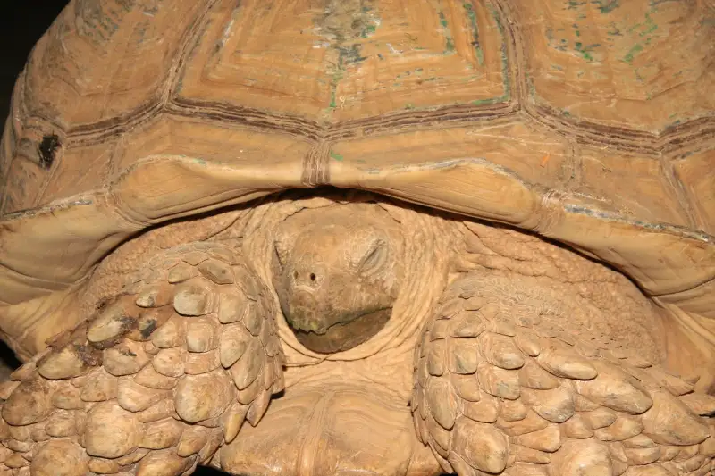 尼日尔，一只苏卡达的头部、前腿与背甲前缘近景，背甲上可见深深的生长纹。