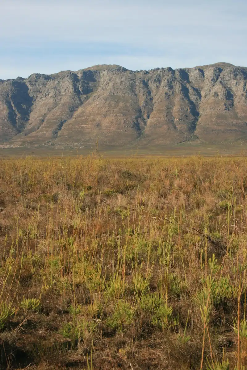 几何陆龟栖息地的灌丛与山地景观。