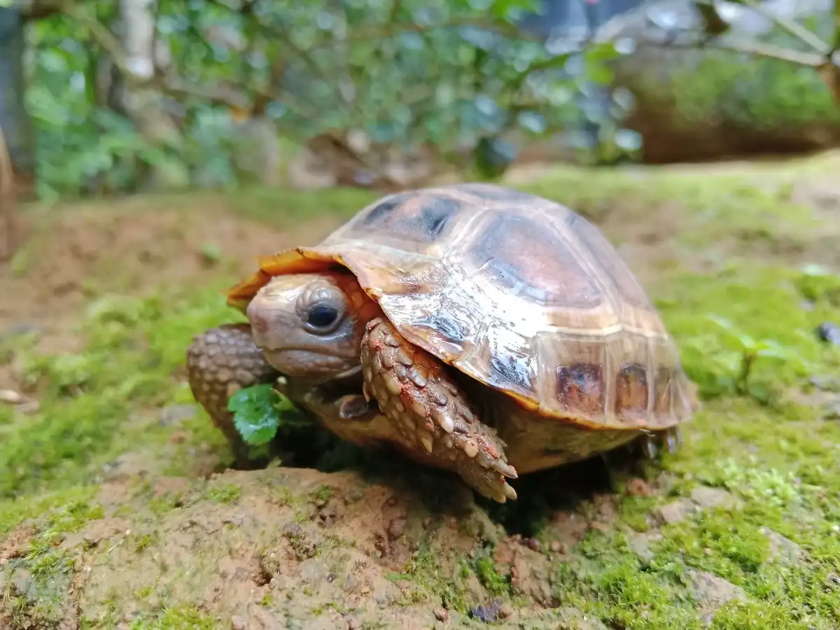 特拉凡柯陆龟：站在长有苔藓的岩面上，嘴边有绿叶。
