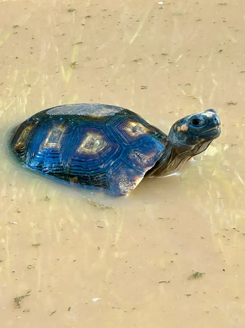 秘鲁坦博帕塔，一只黄腿陆龟的背甲浸在水中，它把头抬出水面。
